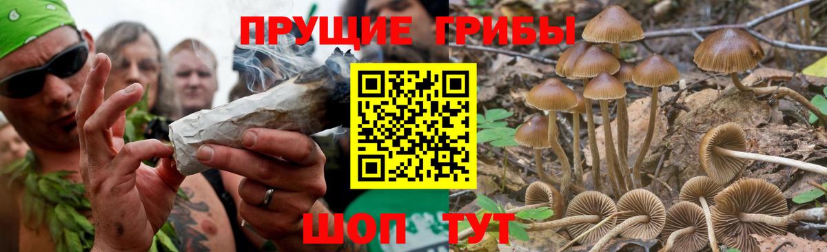 Псилоцибиновые грибы Psilocybe Ангарск